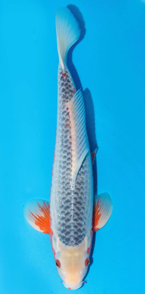 Koi 40-45cm Nr. 1537