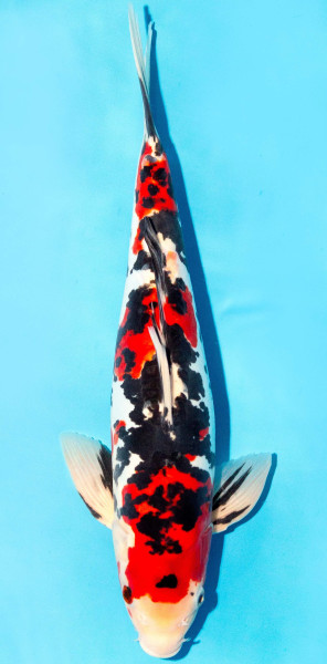 Koi 35-40cm Nr. 1368