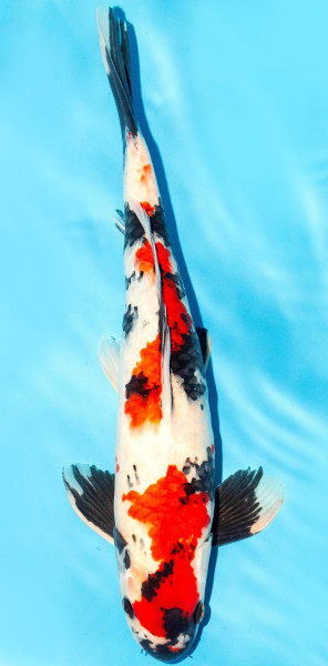 Koi 35-40cm Nr. 1369