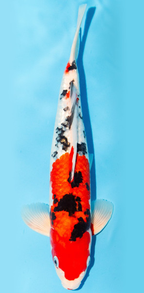 Koi 35-40cm Nr. 1354