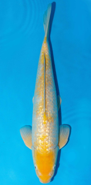 Koi 40-45cm Nr. 1576