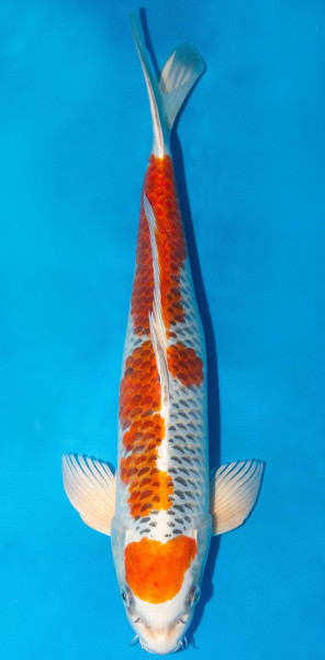 Koi 45-50cm Nr. 1741