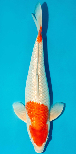 Koi 40-45cm Nr. 3453