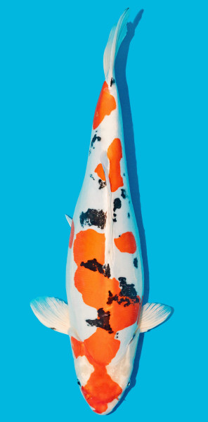 Doitsu Yamatonishki 52-56cm Nr. 4816