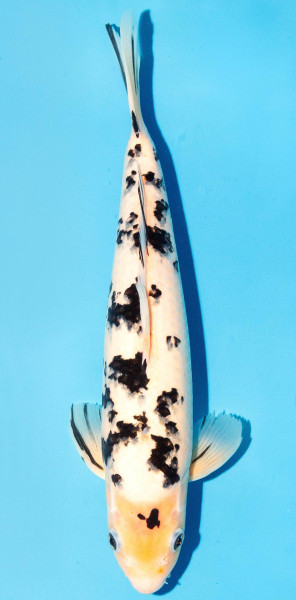 Koi 35-40cm Nr. 1348