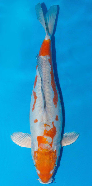 Koi 45-50cm Nr. 1711