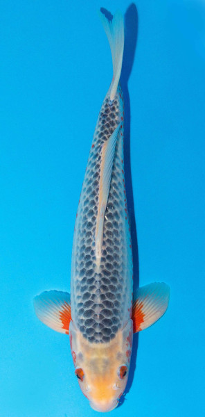 Koi 40-45cm Nr. 1562