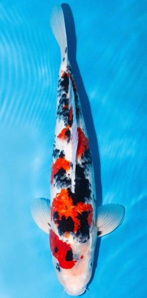Koi 45-50cm Nr. 1716