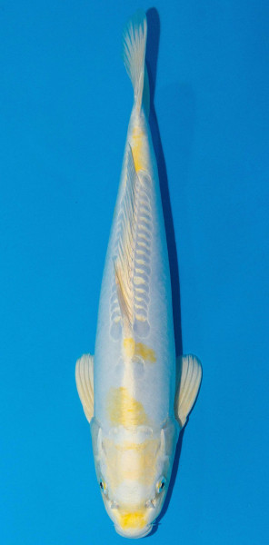 Koi 45-50cm Nr. 1703