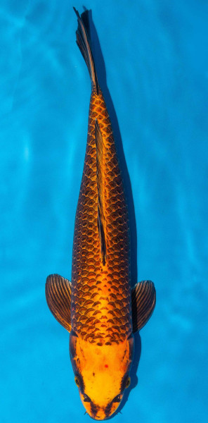 Koi 45-50cm Nr. 1732