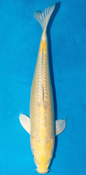 Koi 45-50cm Nr. 1734
