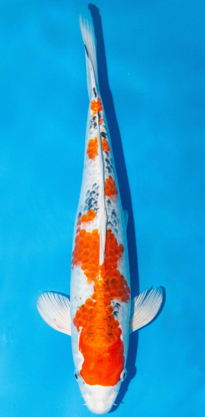 Koi 35-40cm Nr. 1400