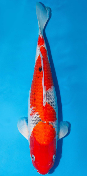 Koi 45-50cm Nr. 1713