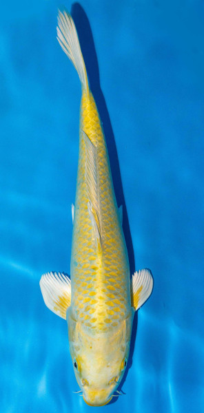 Koi 35-40cm Nr. 1401