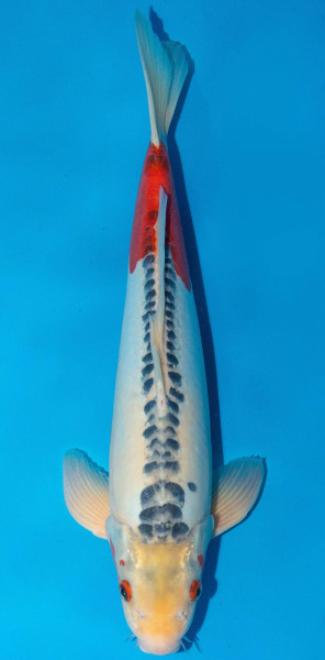 Koi 45-50cm Nr. 1730
