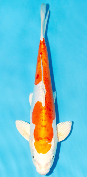 Koi 35-40cm Nr. 1388