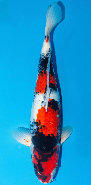 Koi 45-50cm Nr. 1712