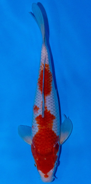 Koi 35-40cm Nr. 385