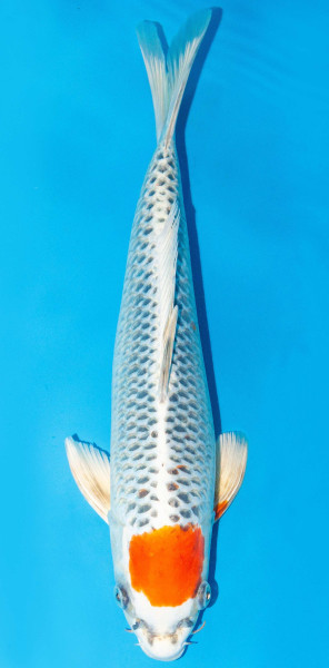 Koi 40-45cm Nr. 1548
