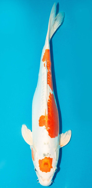 Koi 40-45cm Nr. 3431