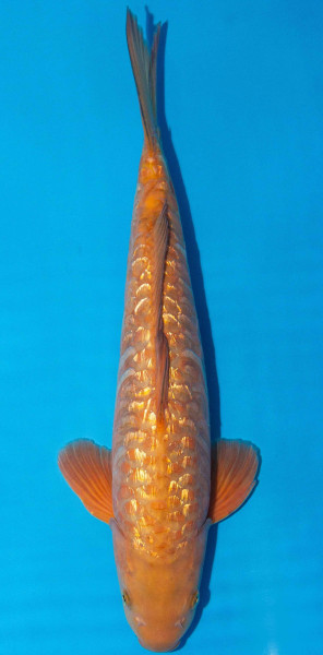 Koi 45-50cm Nr. 1739