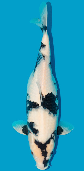 Shiro Utsuri 52-56cm Nr. 4818