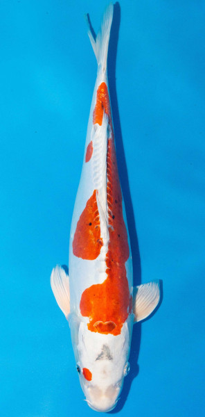 Koi 45-50cm Nr. 1731