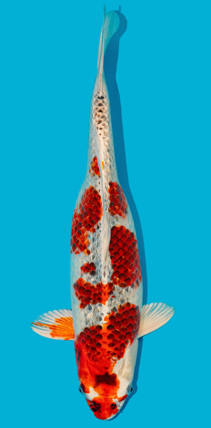 GinRin Kujaku 52-56cm Nr. 4801