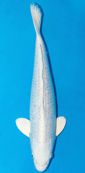 Koi 45-50cm Nr. 1723