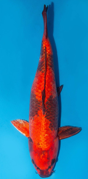 Koi 53cm Nr. 1803
