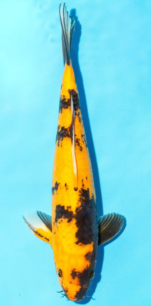 Koi 35-40cm Nr. 1335