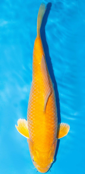 Koi 40-45cm Nr. 1535