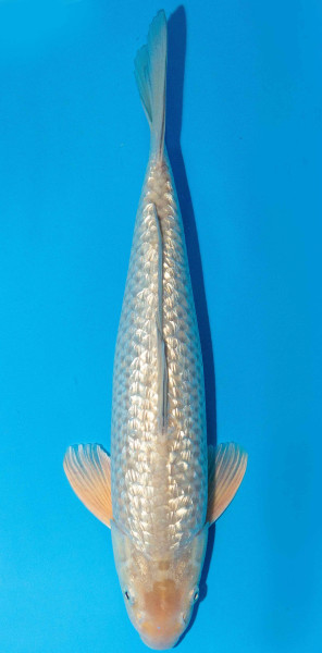 Koi 40-45cm Nr. 1592
