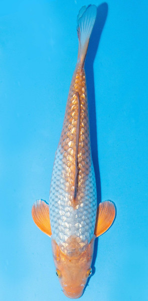 Koi 35-40cm Nr. 1396