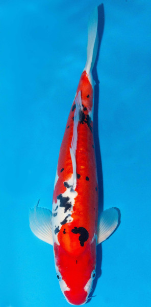 Koi 40-45cm Nr. 1587