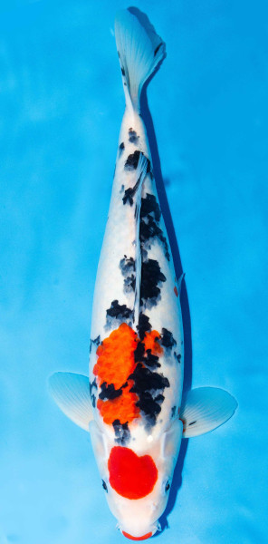 Koi 40-45cm Nr. 1510