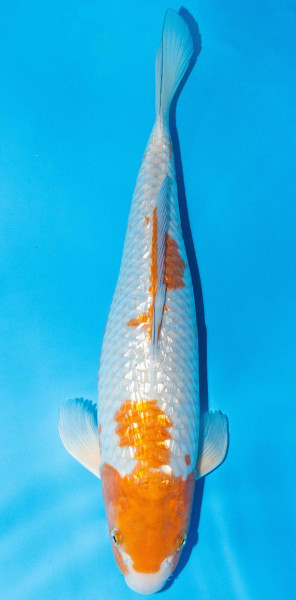 Koi 40-45cm Nr. 1543