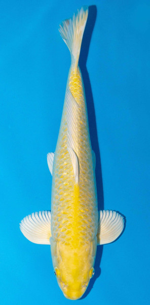 Koi 40-45cm Nr. 1565