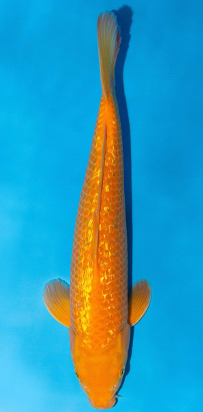 Koi 35-40cm Nr. 1398