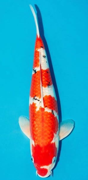 Koi 40-45cm Nr. 3450