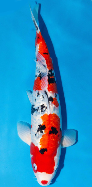 Koi 40-45cm Nr. 1561