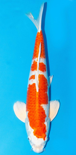 Koi 40-45cm Nr. 1547