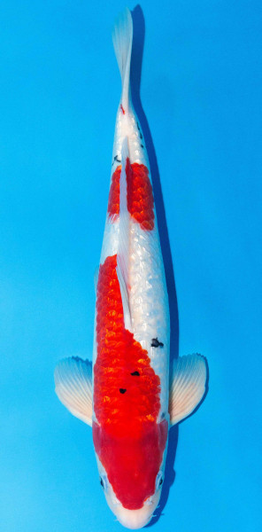 Koi 45-50cm Nr. 1701