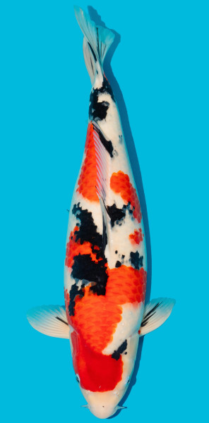 Sanke ca. 57cm Nr. 4831