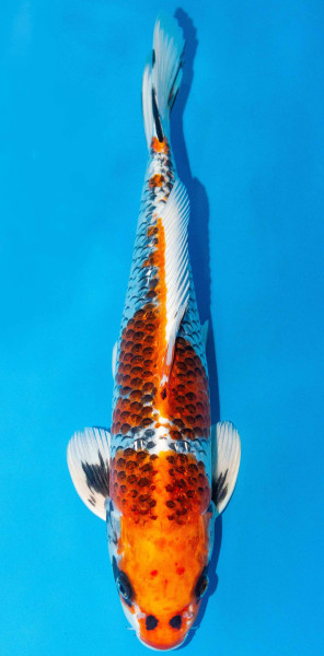 Koi 40-45cm Nr. 1554