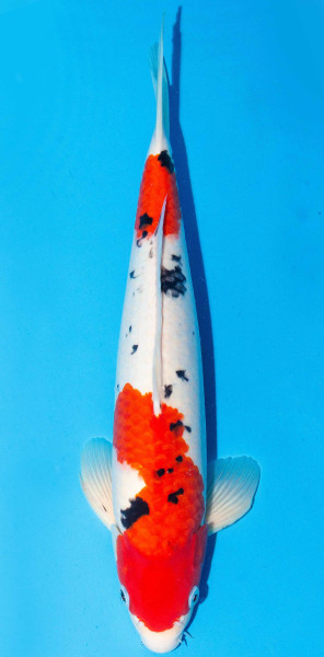 Koi 40-45cm Nr. 1517