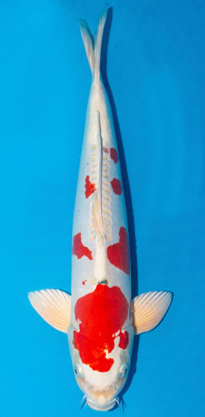 Koi 51cm Nr. 1806