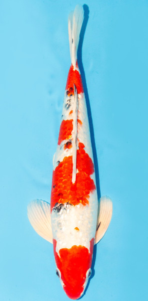 Koi 35-40cm Nr. 1379