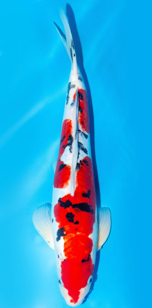 Koi 40-45cm Nr. 1523