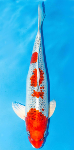 Koi 40-45cm Nr. 1518